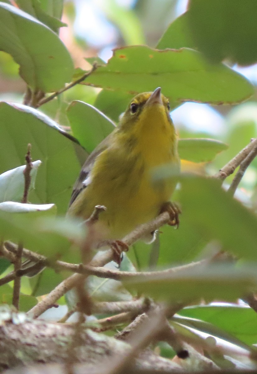 Pine Warbler - ML498150201