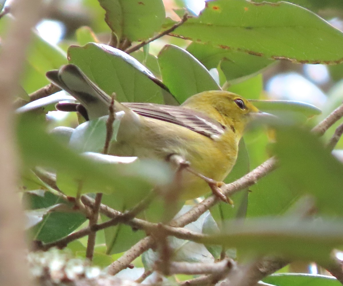 Pine Warbler - ML498150211