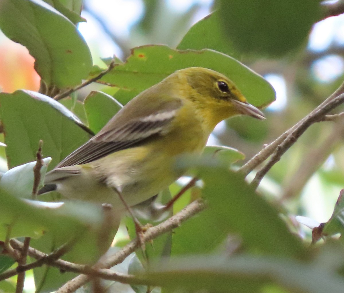 Pine Warbler - ML498150221