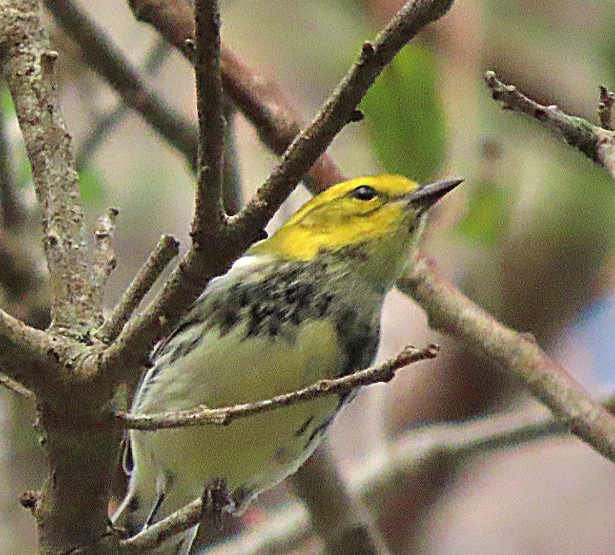 Black-throated Green Warbler - ML498150391