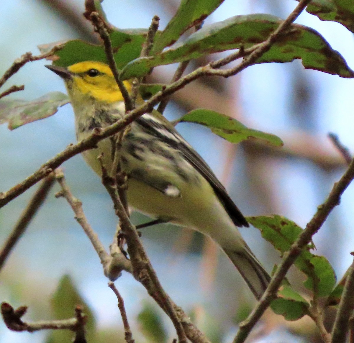 Black-throated Green Warbler - ML498150401