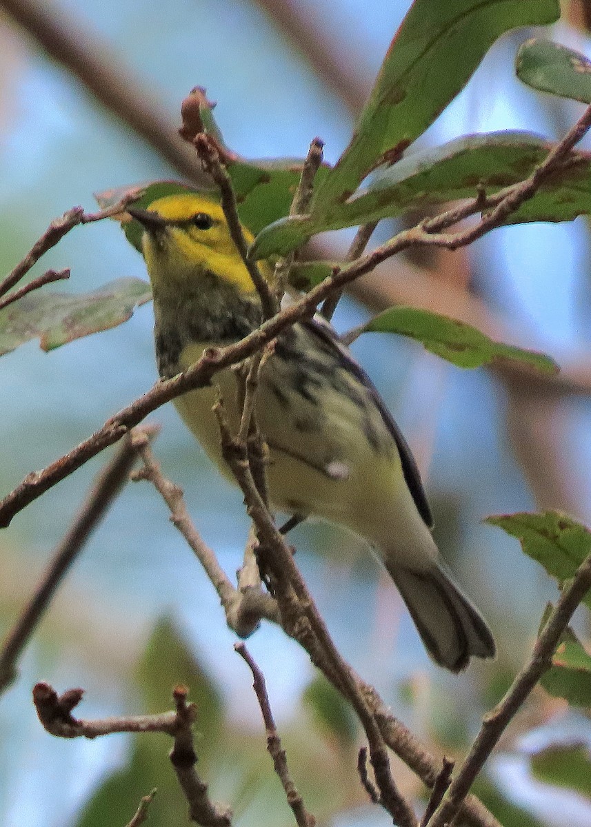 Black-throated Green Warbler - ML498150411