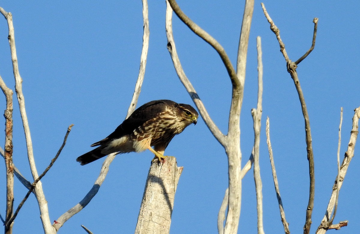 Merlin - ML498151201