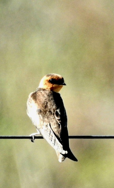 Golondrina Cabecicastaña - ML498151551