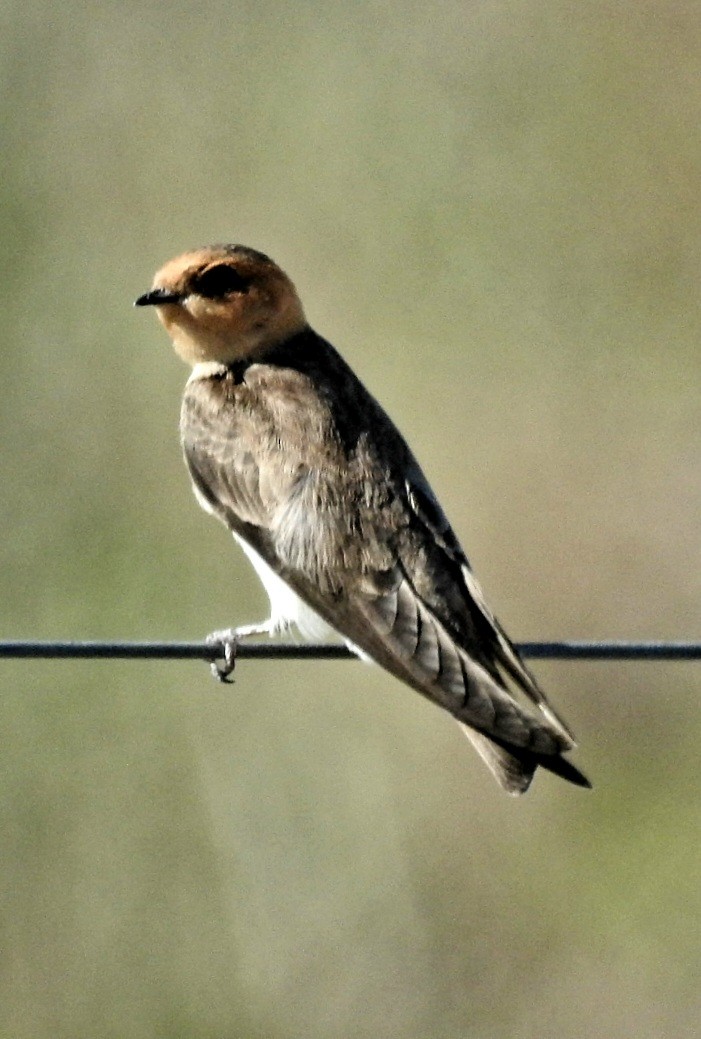 Golondrina Cabecicastaña - ML498151561