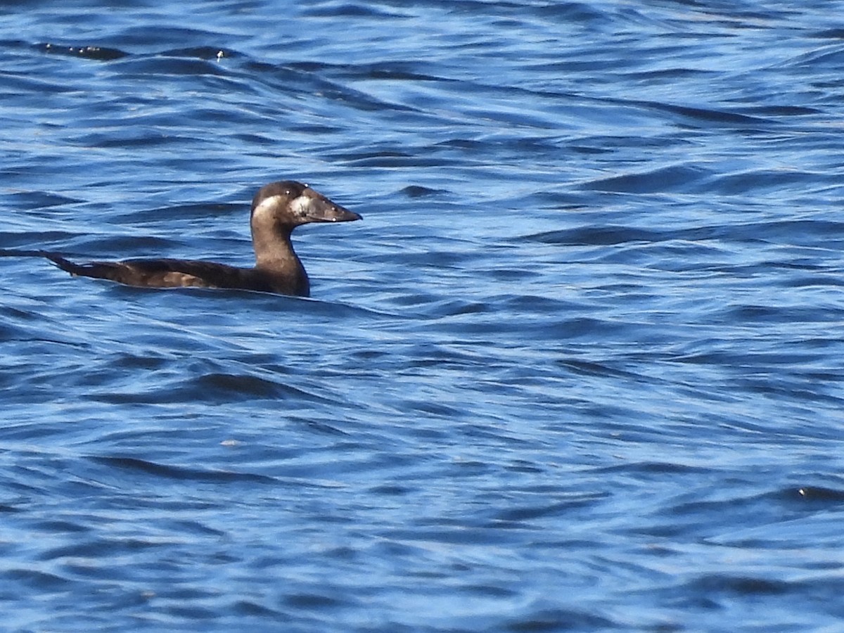 Surf Scoter - ML498152091