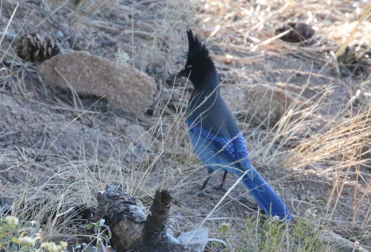 Steller's Jay (Southwest Interior) - ML498152771