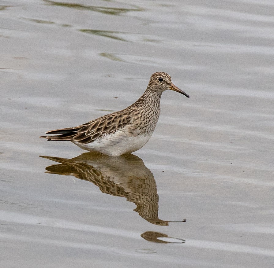 Graubrust-Strandläufer - ML49815381