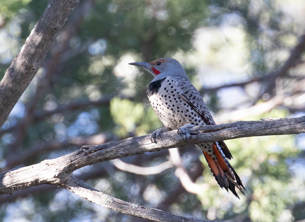 Northern Flicker - ML498154571