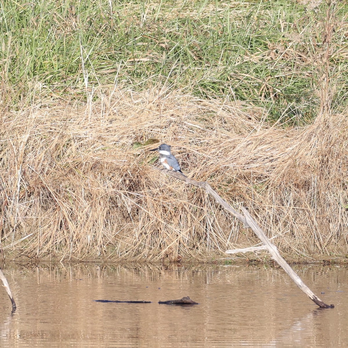 Belted Kingfisher - ML498154711