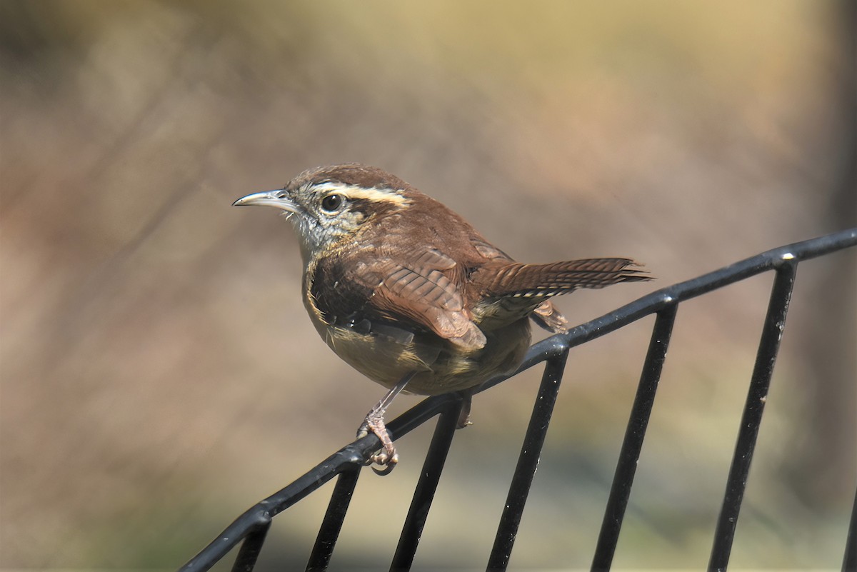 Carolina Wren - ML498156361