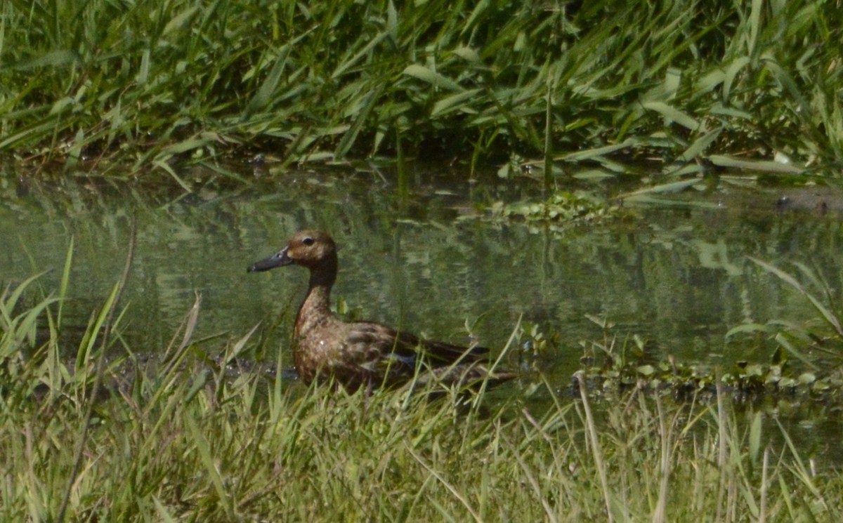 čírka skořicová - ML498157431