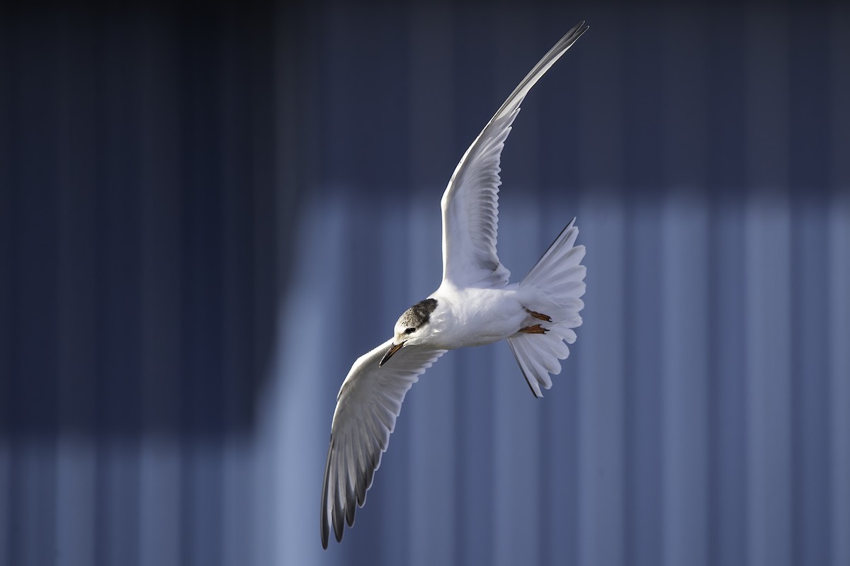 Common Tern - Cam Nikkel