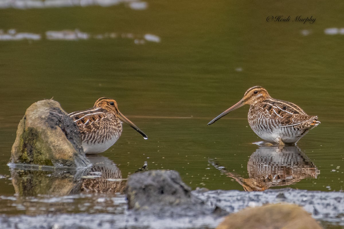 Wilson's Snipe - Heidi Murphy