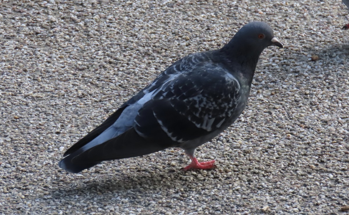 Rock Pigeon (Feral Pigeon) - ML498159291