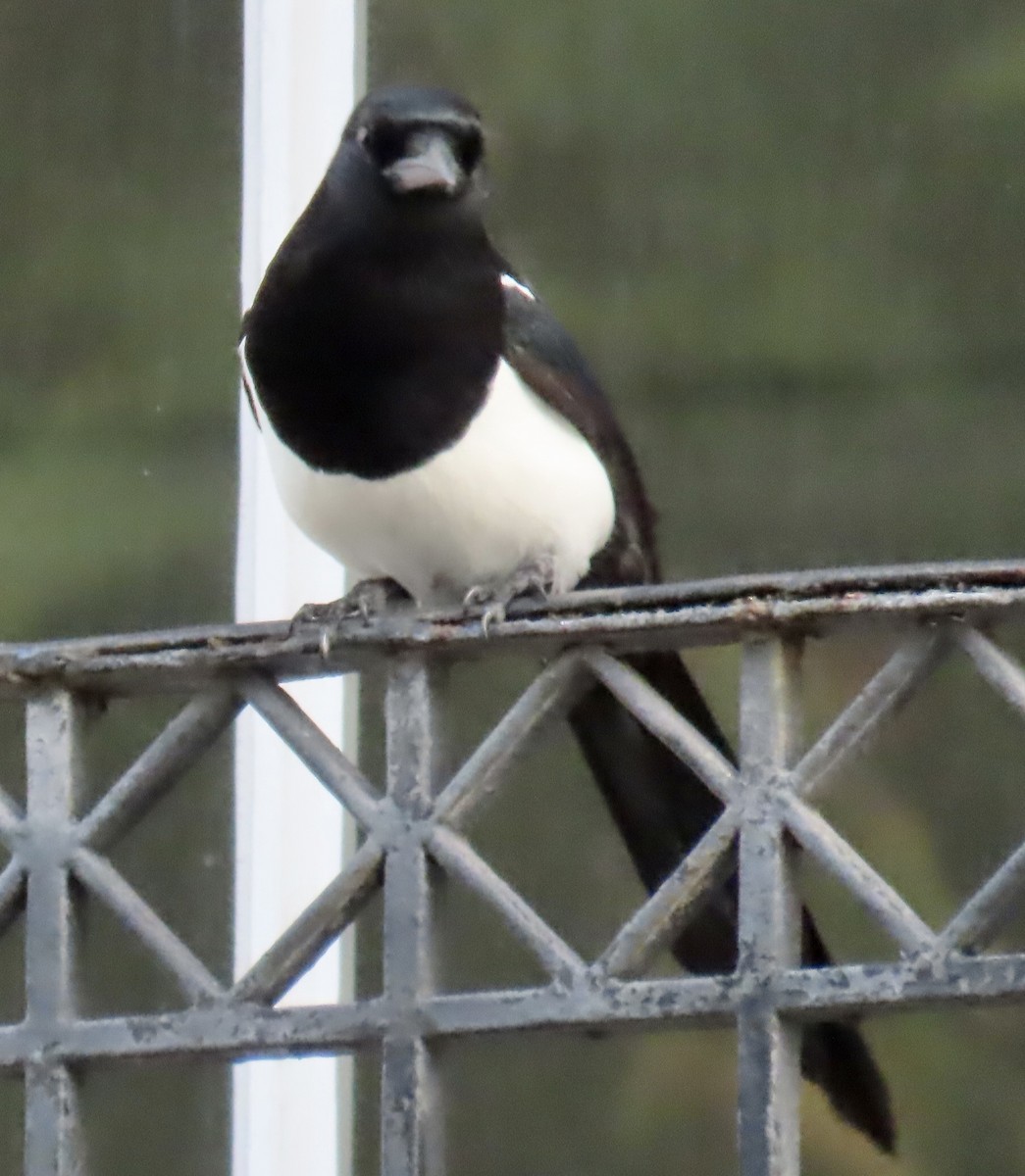 Eurasian Magpie - ML498159331