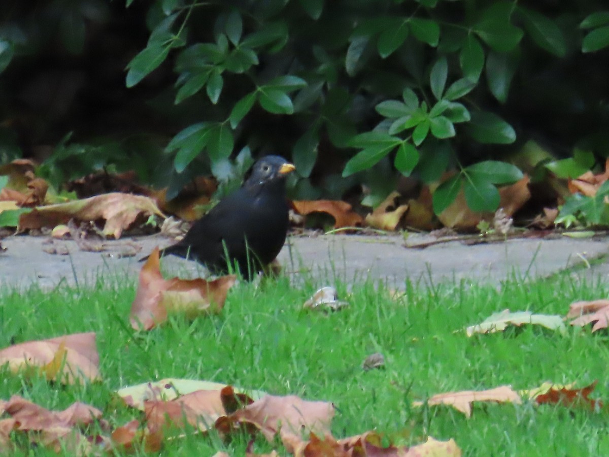 Eurasian Blackbird - ML498159351