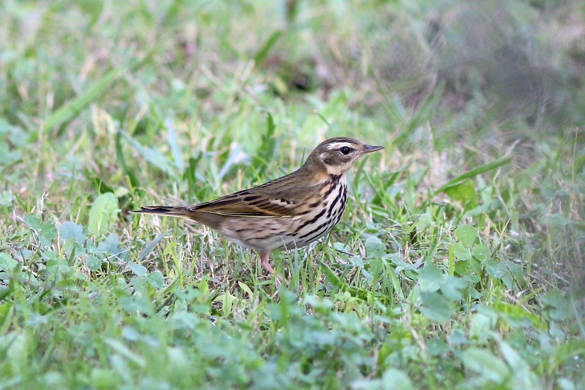 Olive-backed Pipit - Guillermo Piñal