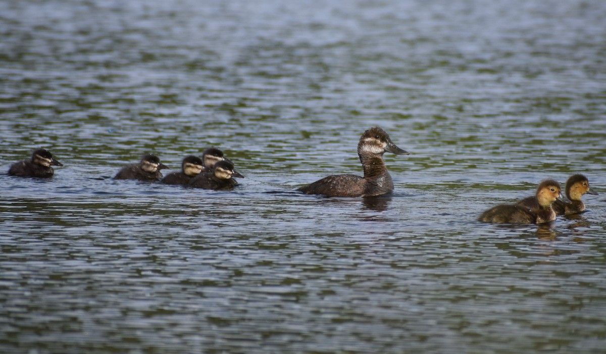 Ruddy Duck - ML498160081