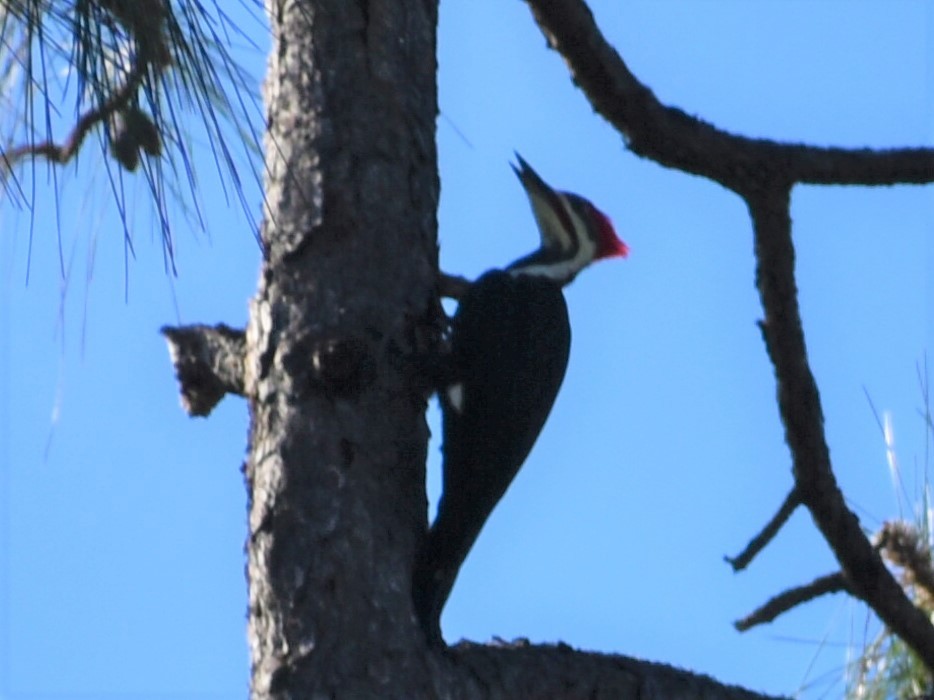 Pileated Woodpecker - ML498160461