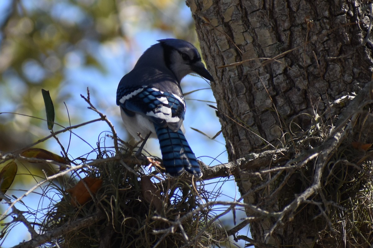 Blue Jay - ML498160531