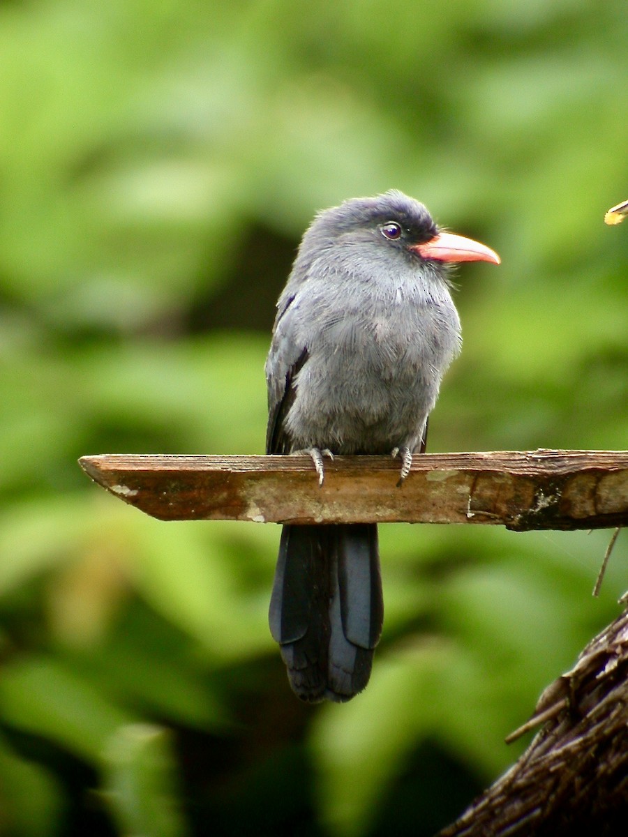 Black-fronted Nunbird - ML498161531