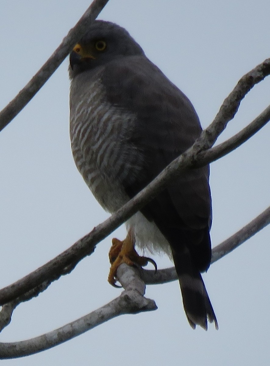 Roadside Hawk - ML498162381