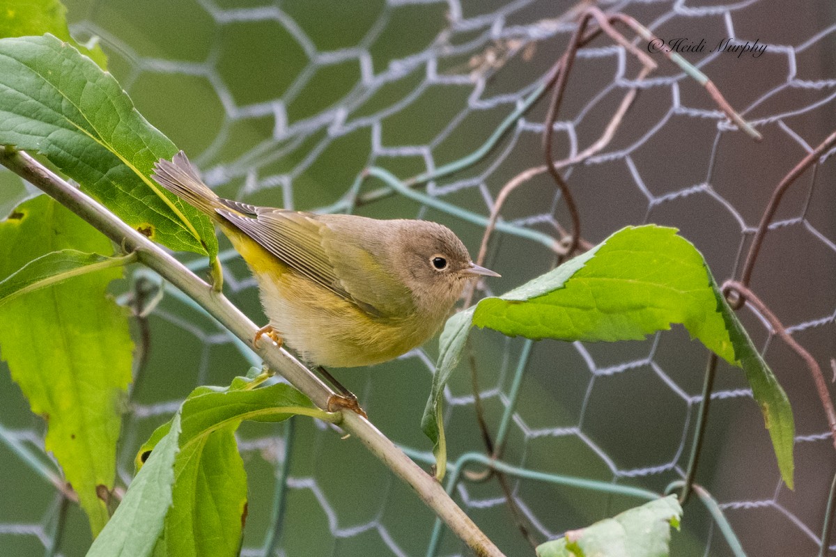 Nashville Warbler - ML498162581