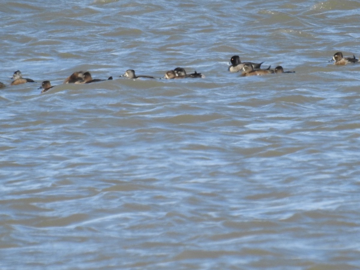 Ring-necked Duck - ML498163251