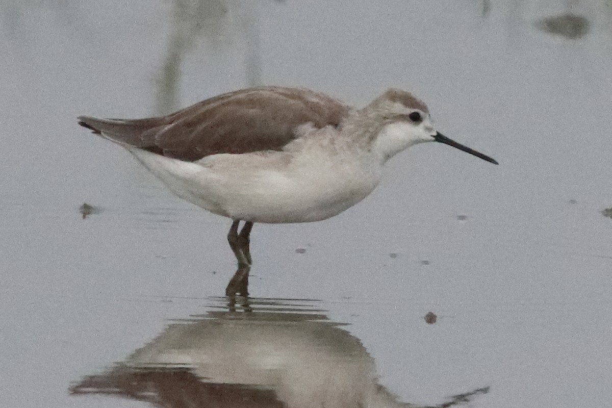 Wilson's Phalarope - ML498163761