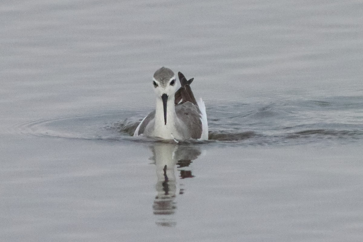 Wilson's Phalarope - ML498163771