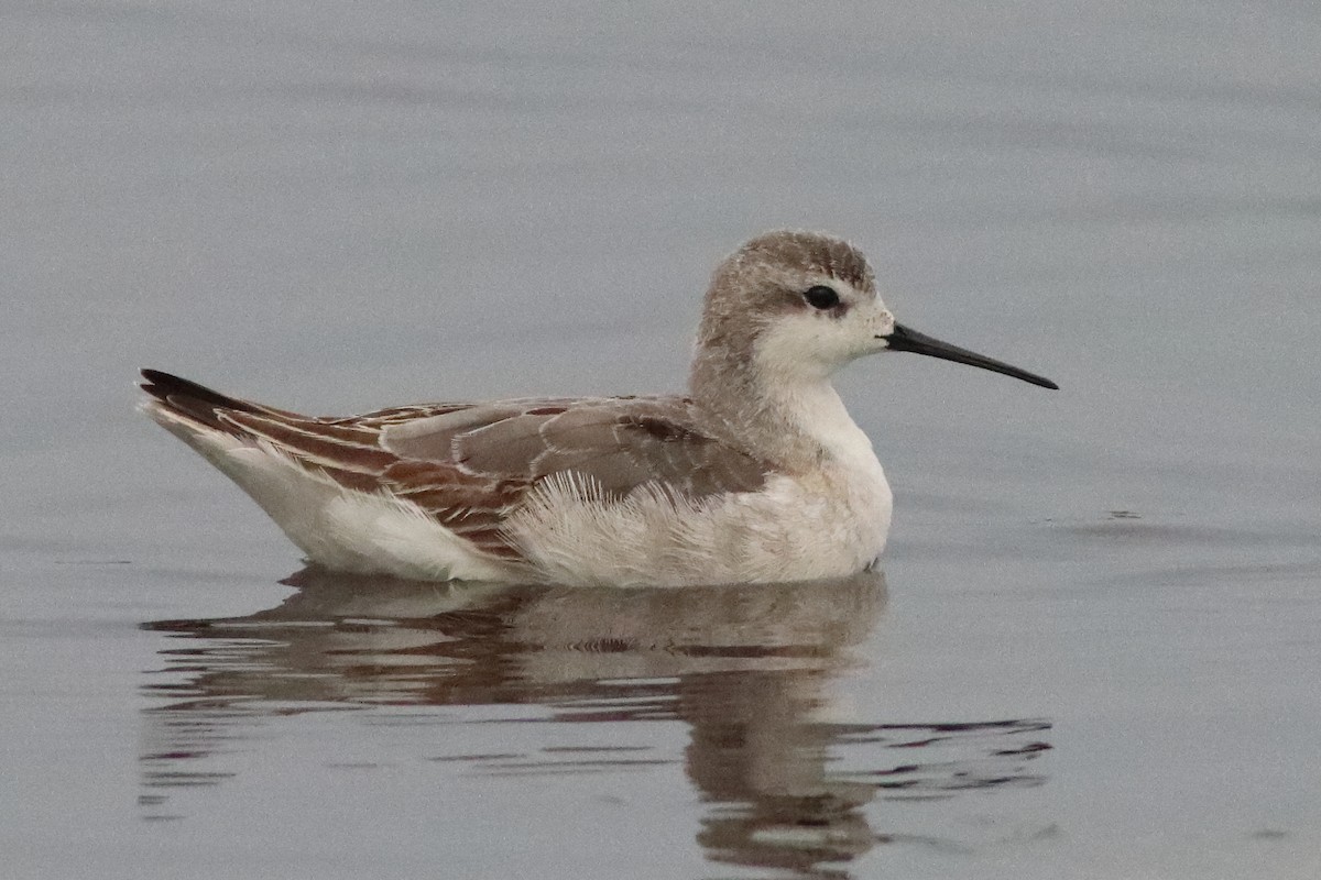 Wilson's Phalarope - ML498163781