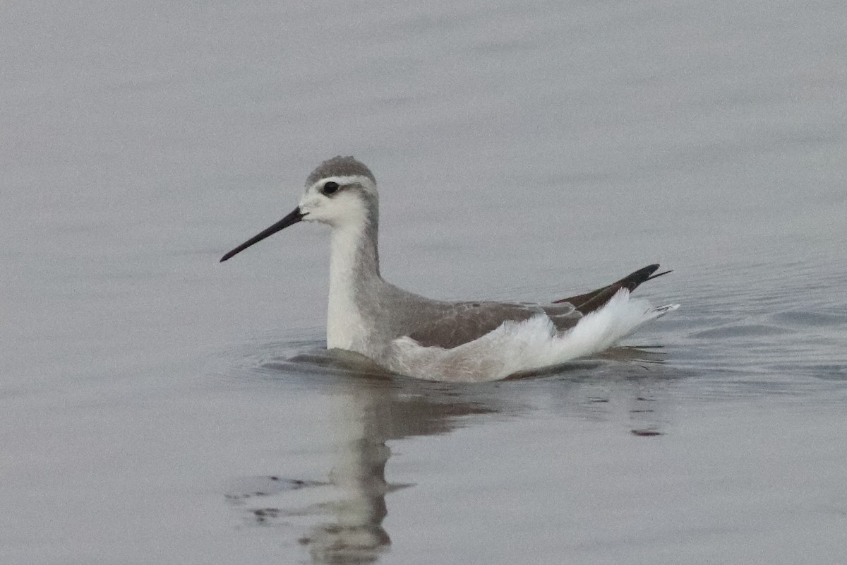 Wilson's Phalarope - ML498163791