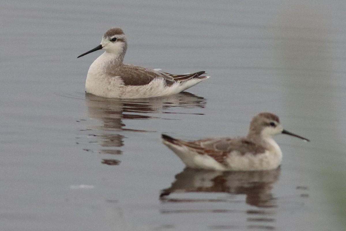 Wilson's Phalarope - ML498163821