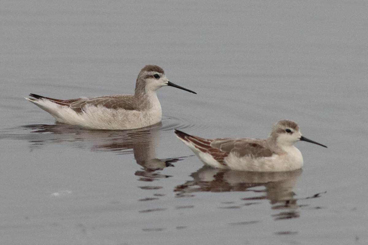 Wilson's Phalarope - ML498163831