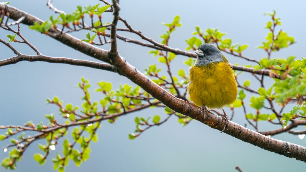 Patagonian Sierra Finch - ML498165141