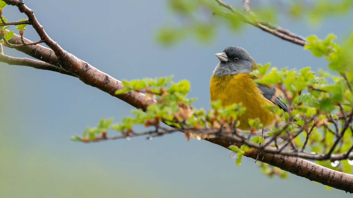 Patagonian Sierra Finch - ML498165151