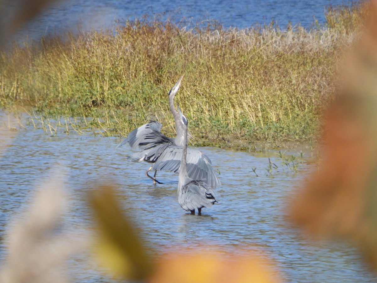 Great Blue Heron - ML498165341