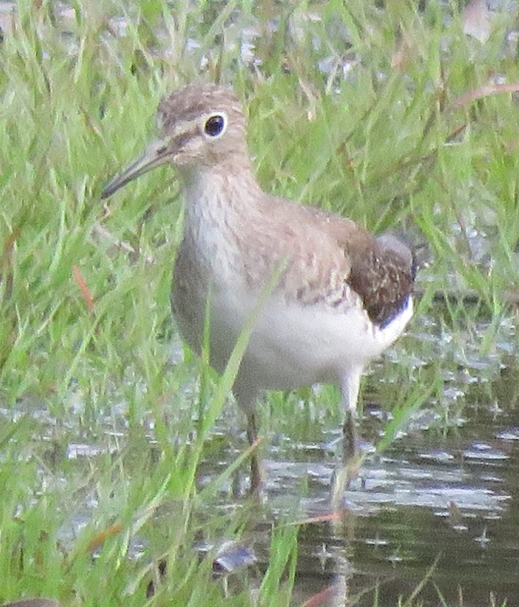 Solitary Sandpiper - ML498165531