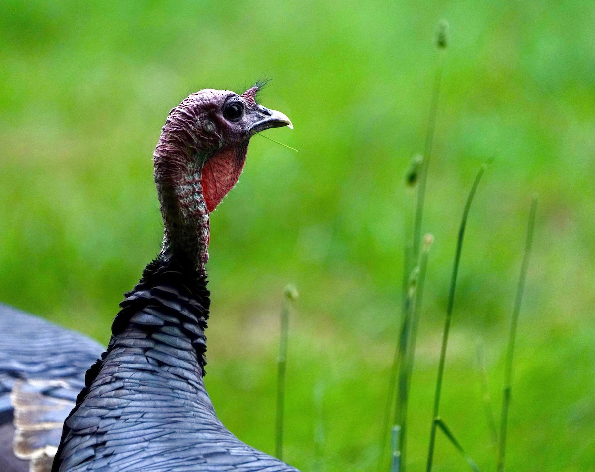 Wild Turkey - ML498166421