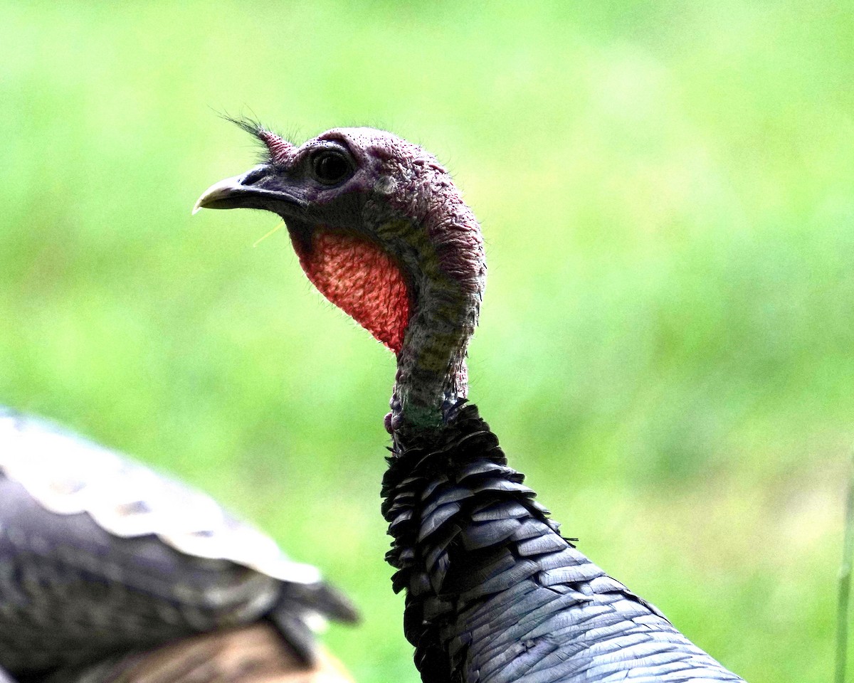 Wild Turkey - ML498166431