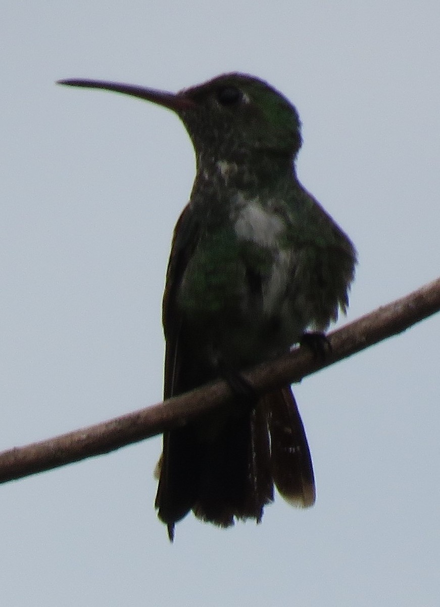 kolibřík tropický - ML498166931