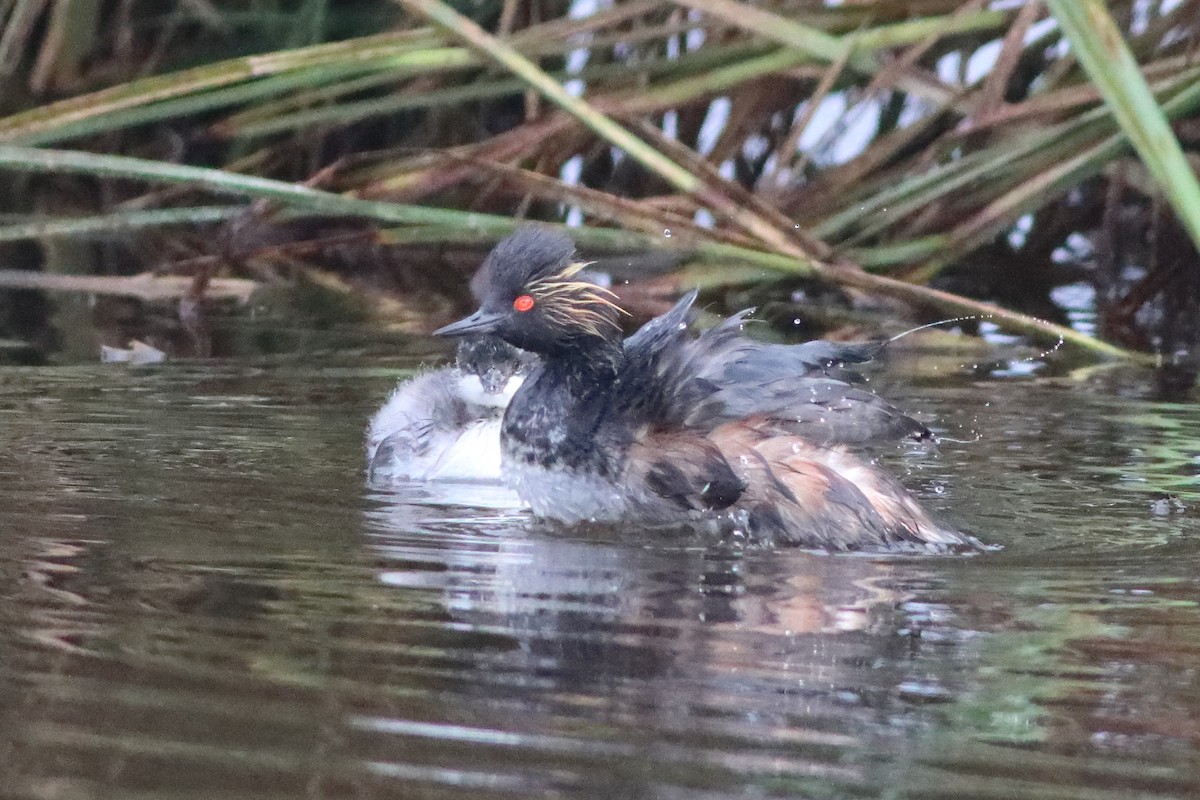 Eared Grebe - ML498167761