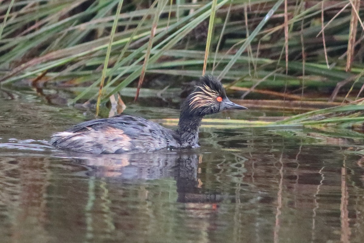 Eared Grebe - ML498167771