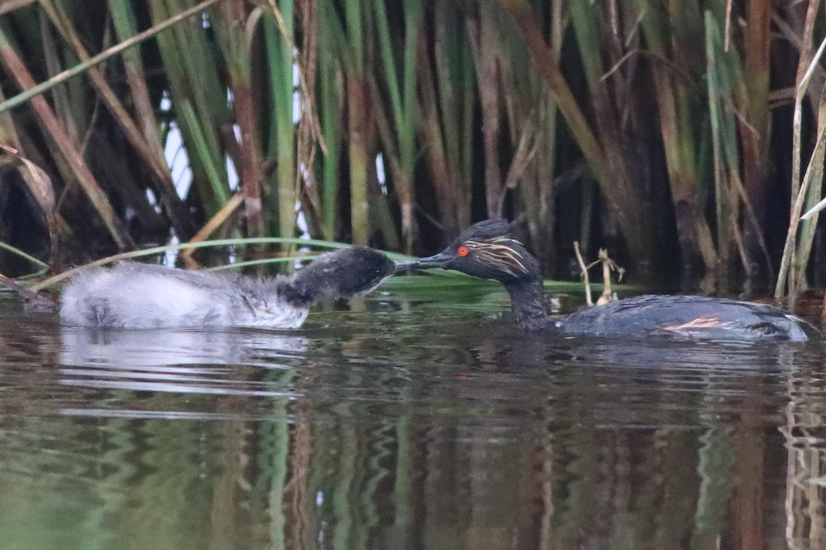 Eared Grebe - ML498167781