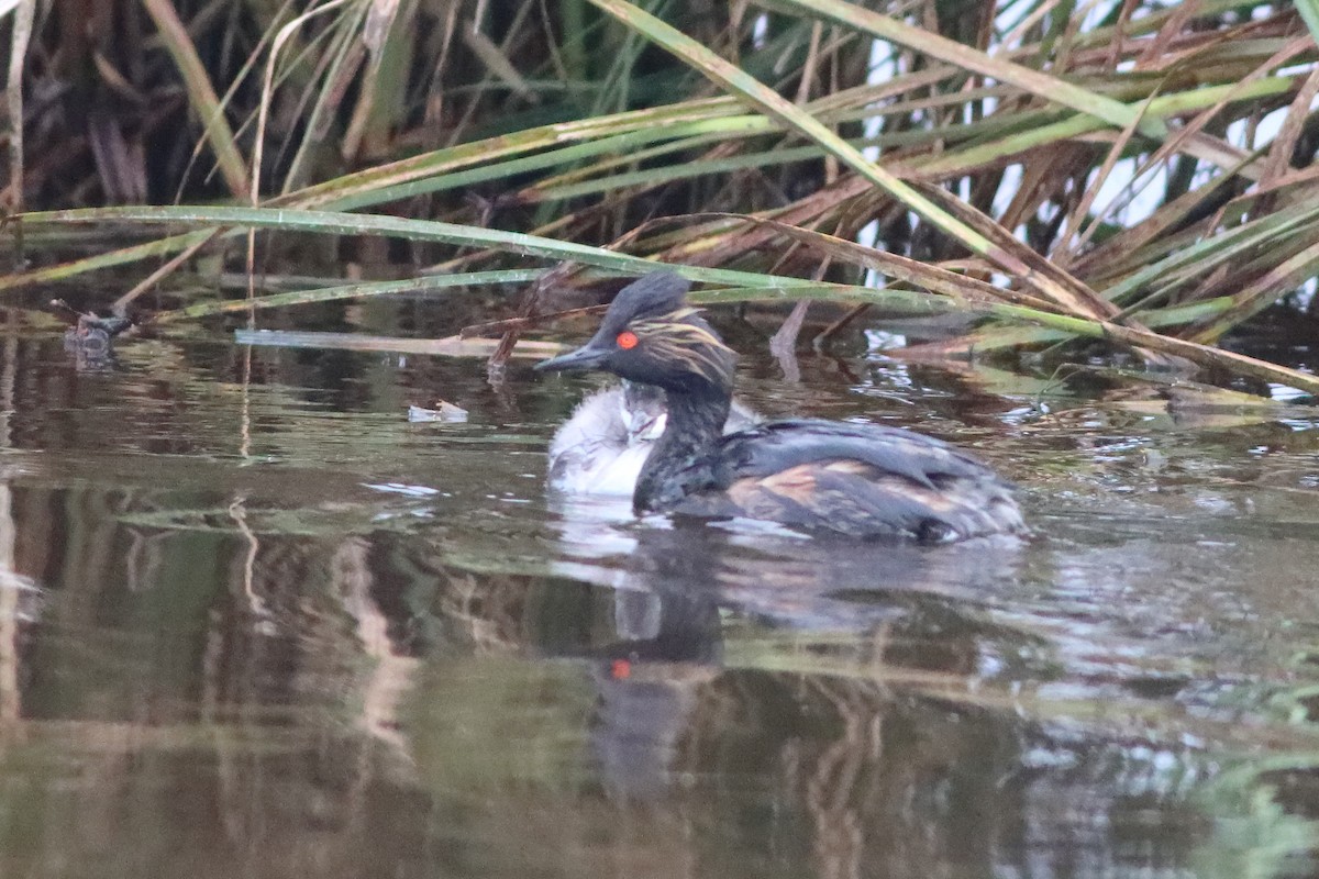 Eared Grebe - ML498167791