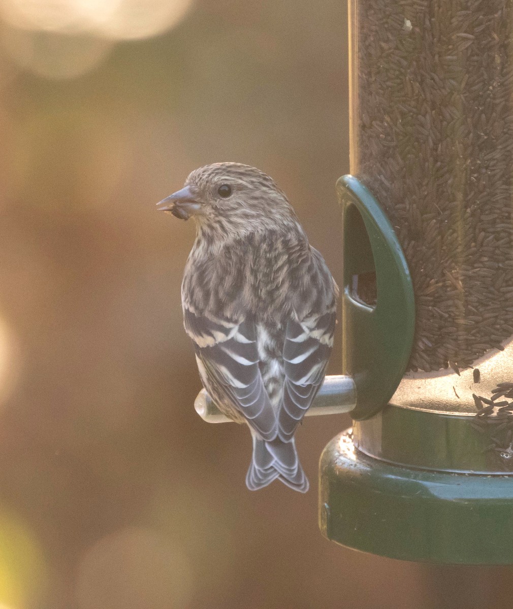 Pine Siskin - ML498168481