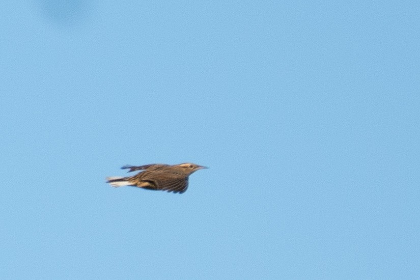 Eastern Meadowlark - ML498168851