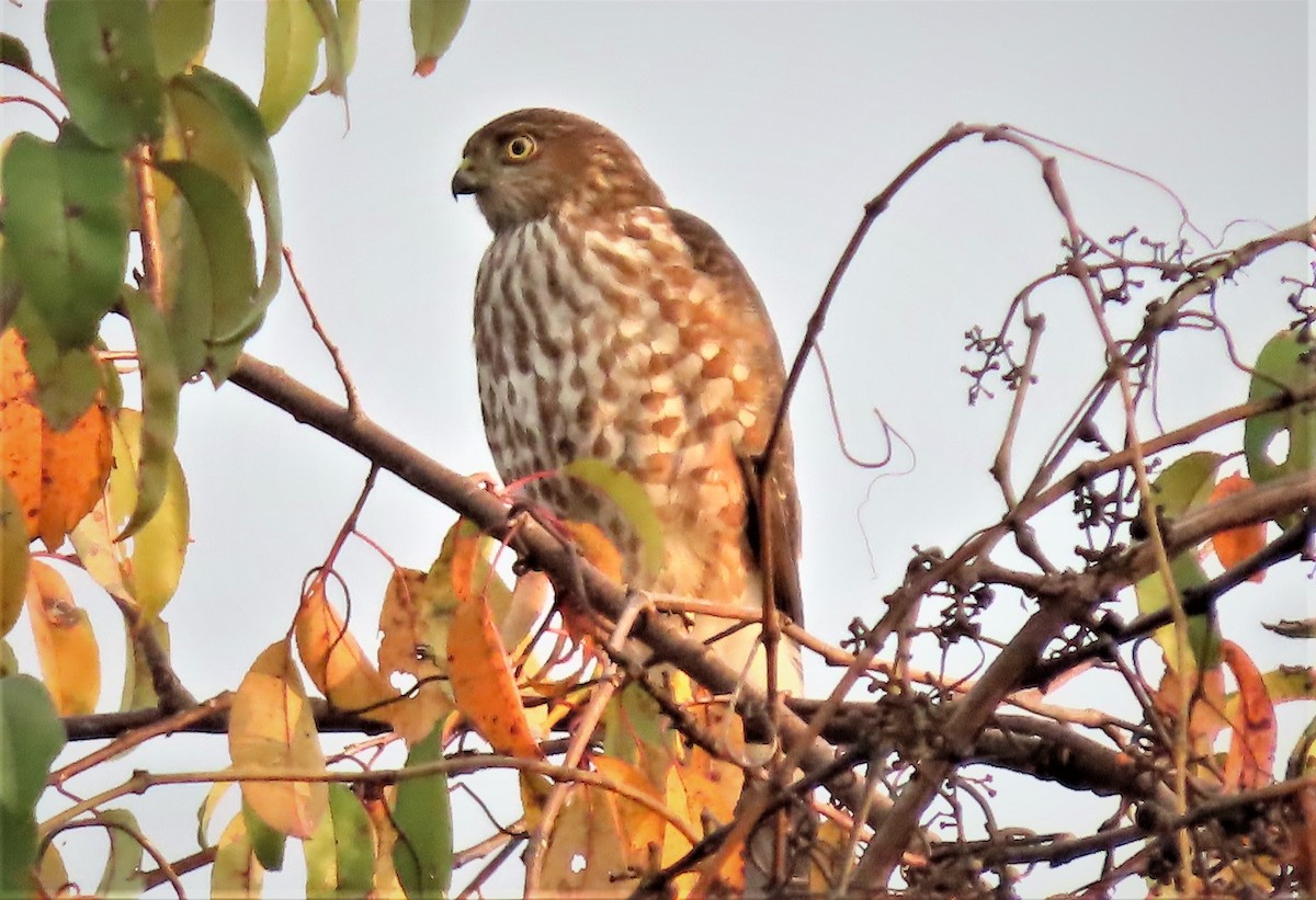Sharp-shinned Hawk - ML498168871