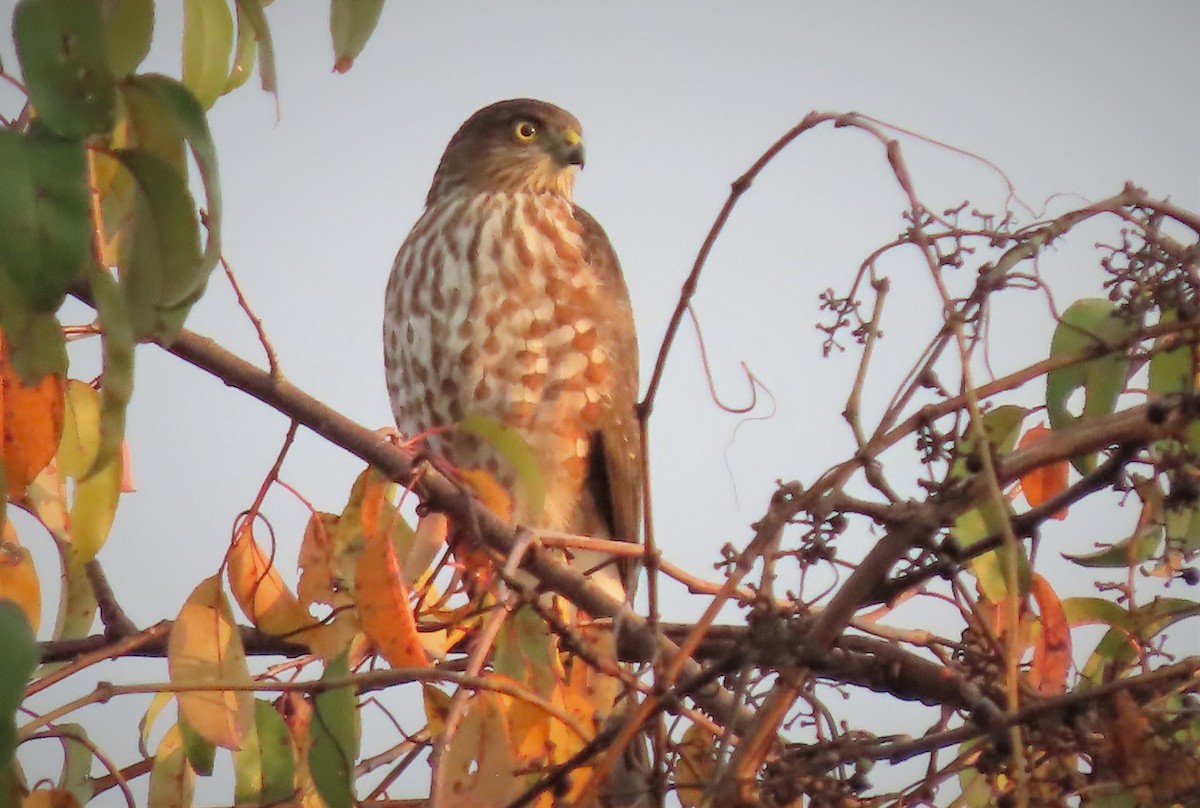 Sharp-shinned Hawk - ML498168881